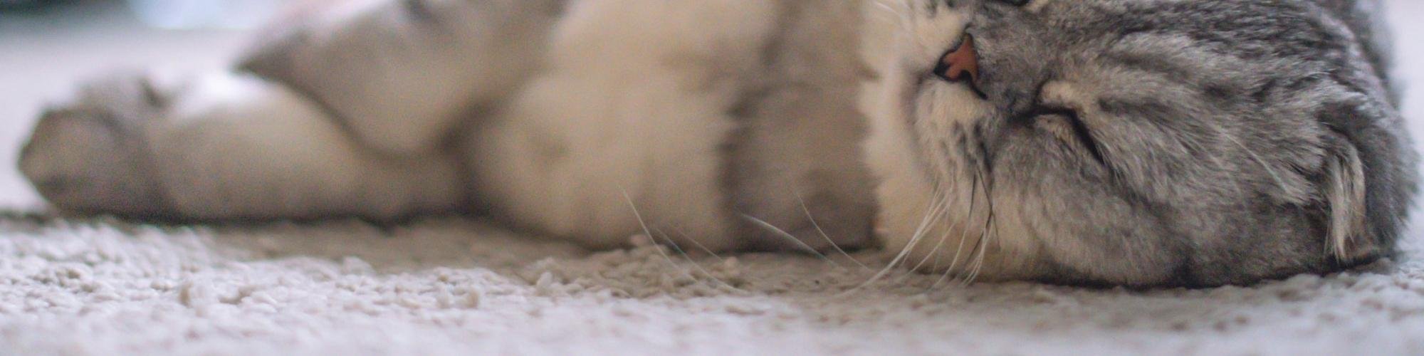 Cat sleeping on light beige carpet